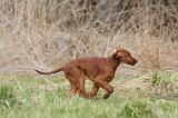 SETTER IRLANDAIS 224